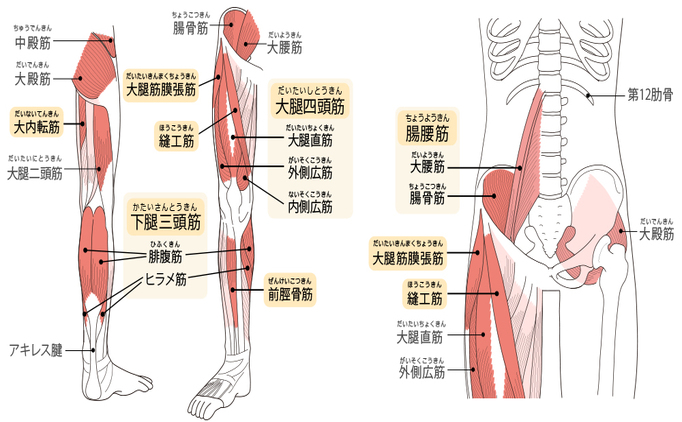 足周りの筋肉
