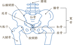 骨盤について①