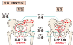 産後の骨盤調整